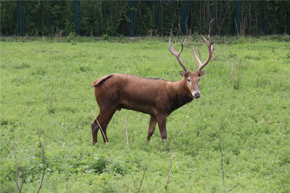 新华社丨那湖那鹿那人——洞庭麋鹿守护记