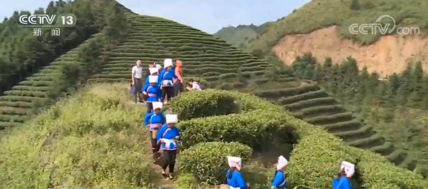 广西：发展绿色经济 绿了青山富了民