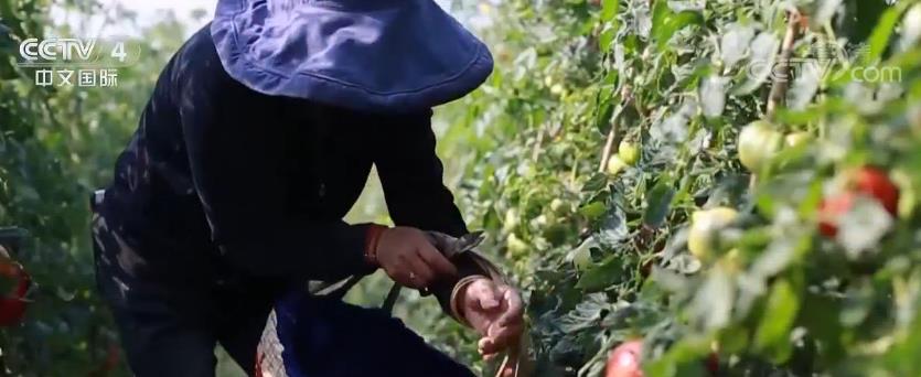 中国在行动 | 实现全年经济社会发展目标 各地正全力推进