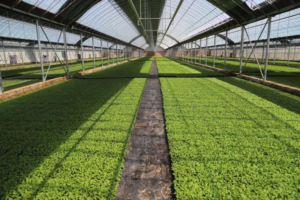 德善草原花开遍野——鄂托克前旗脱贫攻坚纪实