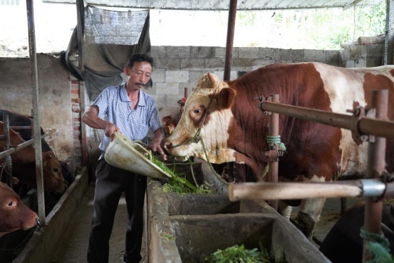 广西忻城：从贫困到幸福的“牛”转