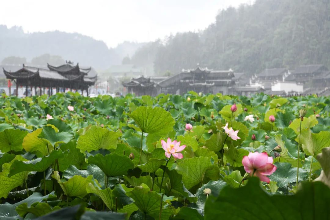 今日夏至，汲风沐雨，拥抱阳光！