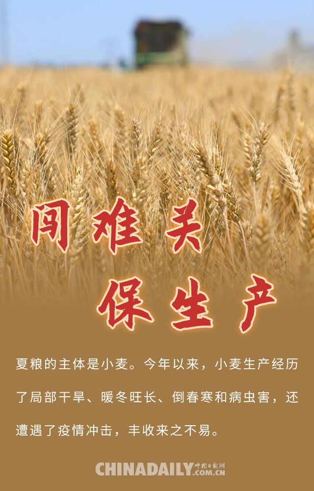 【图说中国经济】夏粮喜丰收 粮食安全稳!