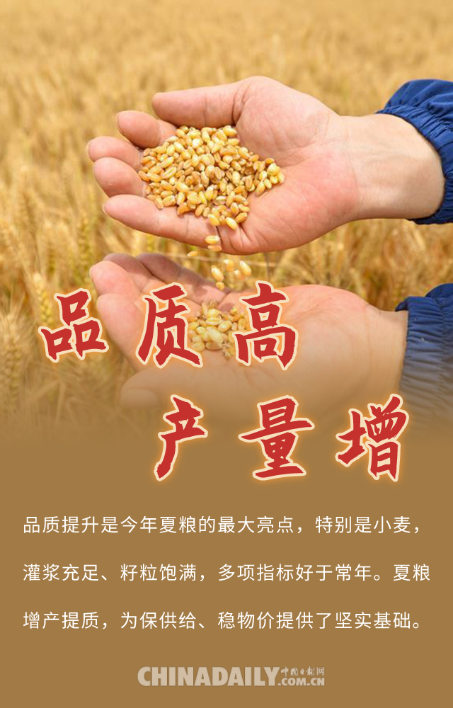 【图说中国经济】夏粮喜丰收 粮食安全稳!