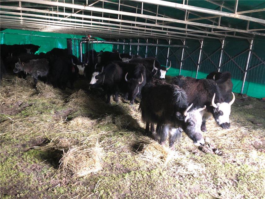 西藏那曲：建好圈舍 发展养殖