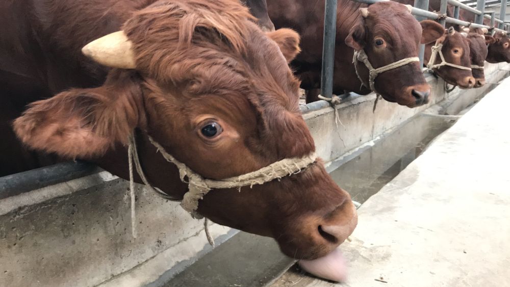 甘肃静宁：赶着红牛奔小康