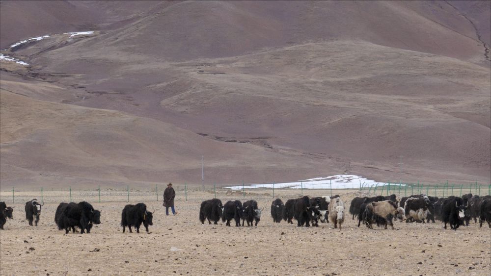 幸福来敲门丨普次仁的“新牧场”