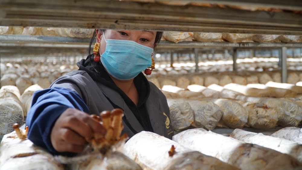 云端铺就幸福路——四川甘孜州脱贫奔小康一线见闻