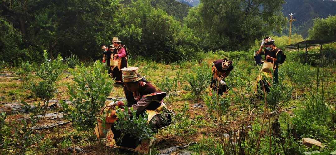 工布花开助脱贫