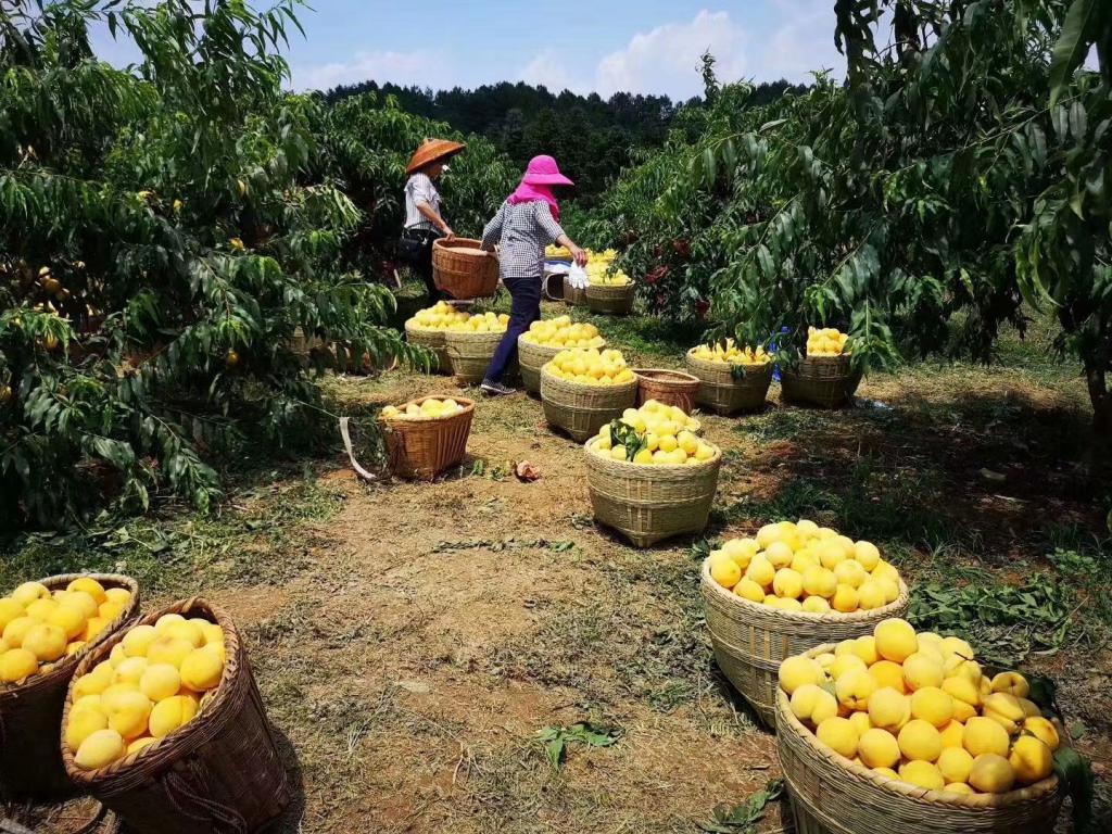 桃醉天下｜时节到了，一颗“佛系”的炎陵黄桃要去旅行