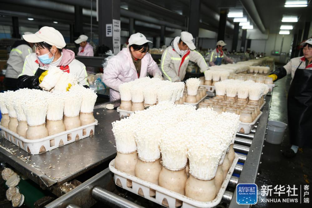 乌蒙“同心”战贫困