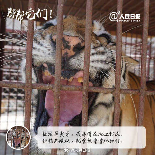 别拿它们的痛苦取乐！