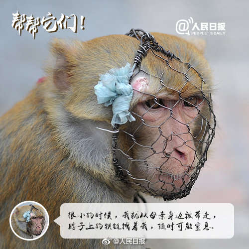 别拿它们的痛苦取乐！