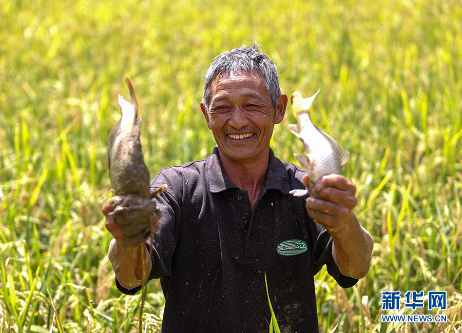 高清大图看云南保山脱贫攻坚硕果丰