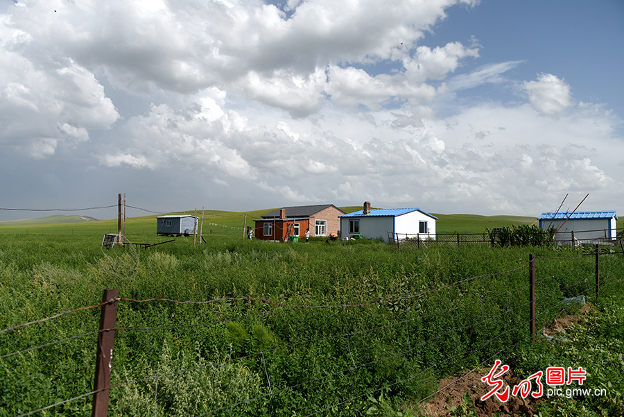 【幸福花开新边疆】草原牧民的现代生活：五畜齐全 人丁兴旺
