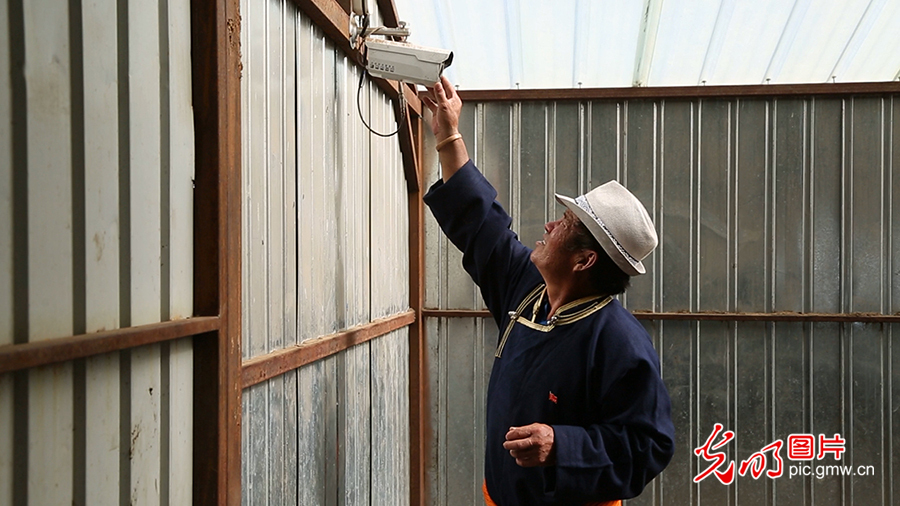 【幸福花开新边疆】草原牧民的现代生活：五畜齐全 人丁兴旺
