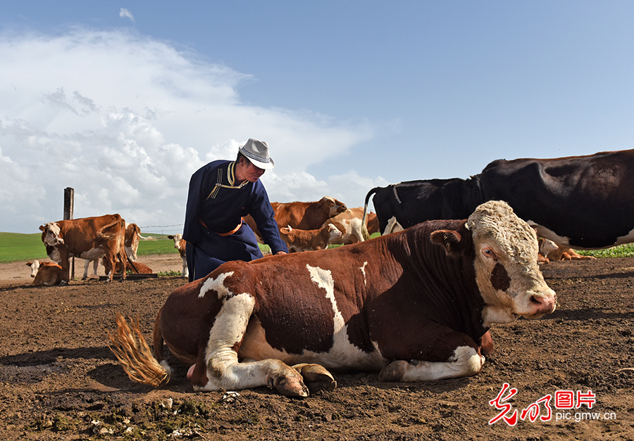 【幸福花开新边疆】草原牧民的现代生活：五畜齐全 人丁兴旺