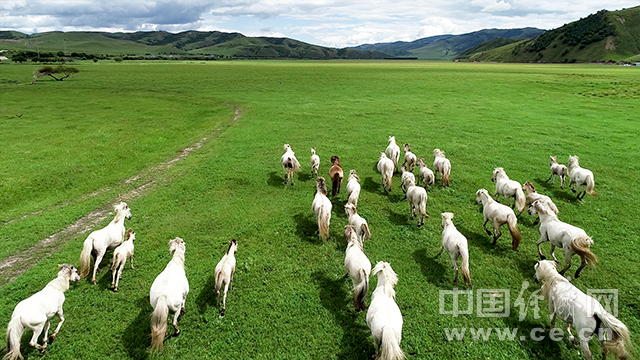 【幸福花开新边疆】航拍乌兰毛都草原 看骏马奔腾
