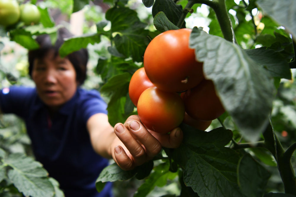 甘肃临夏：产业帮扶助搬迁群众安居乐业