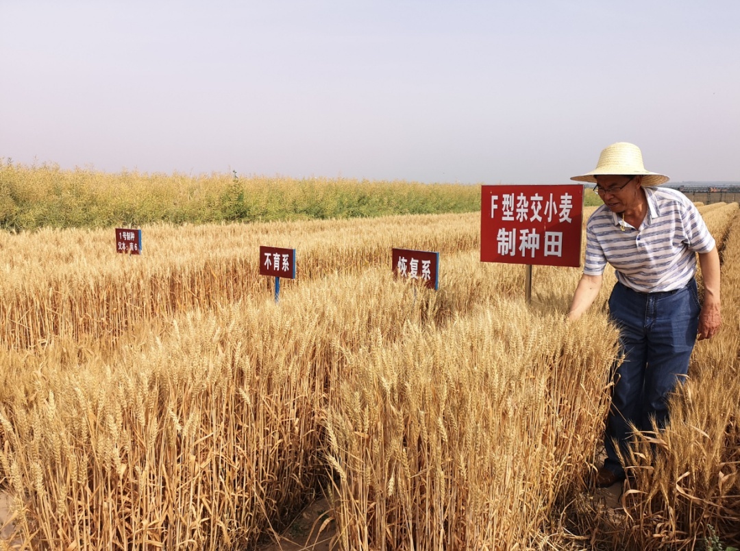 夏粮少收千万吨？粮食危机要来了？解答来了