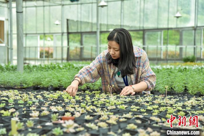 返乡大学生变身“潮农”： 精耕乡村振兴“沃土”