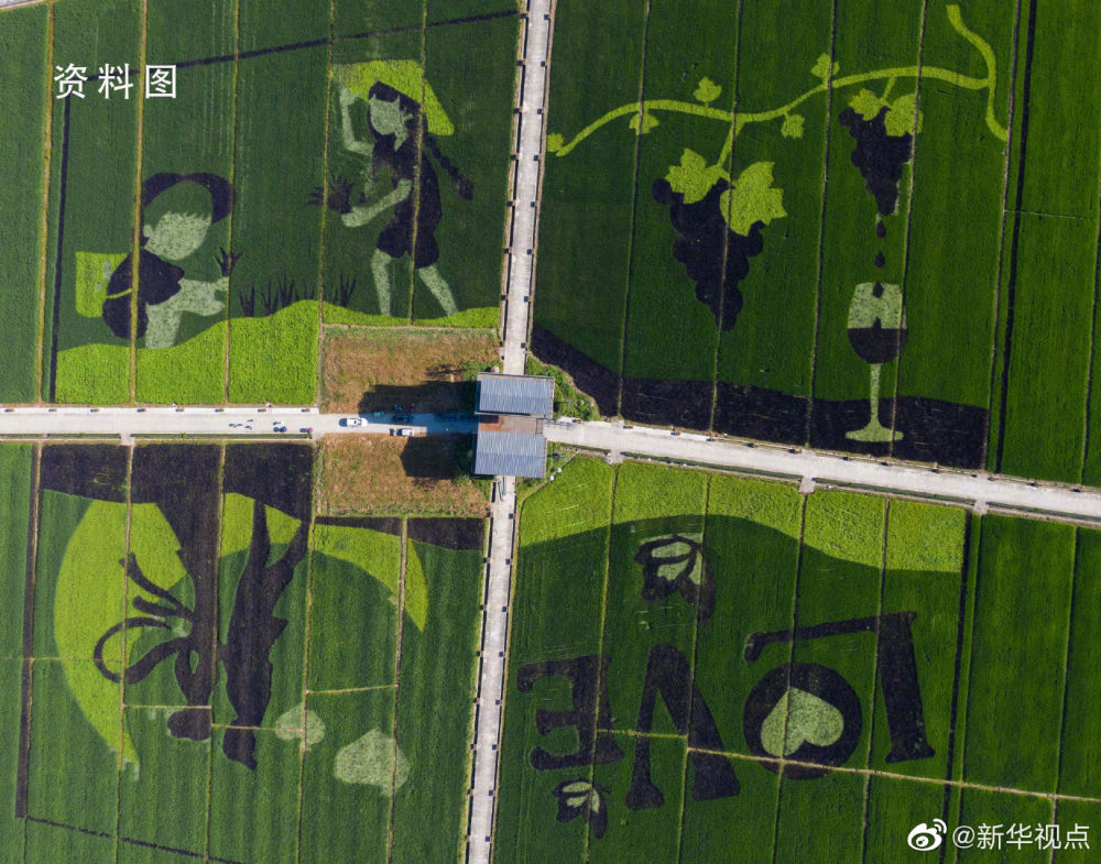 农业农村部：水稻今年有望实现丰收