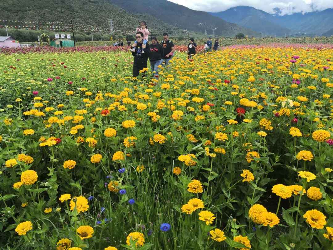 林芝姆多村：家门口盛开“致富花”