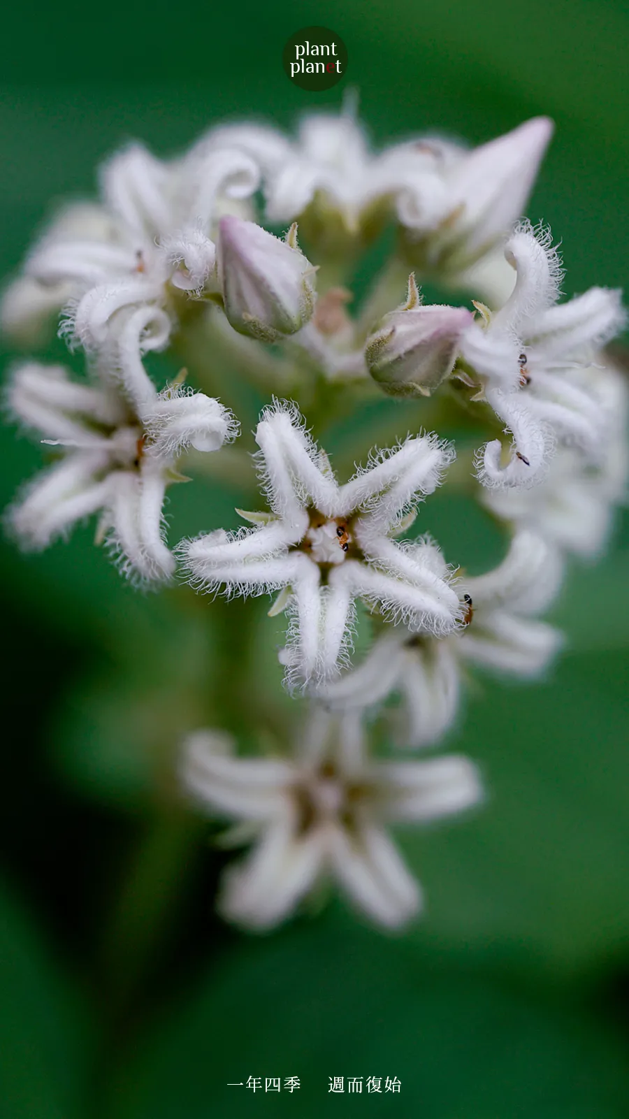 萝藦丨芄兰之支童子佩觿芄兰之叶童子佩韘