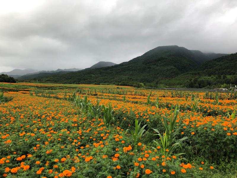 走向我们的小康生活|高黎贡山下万寿菊“点亮”致富路