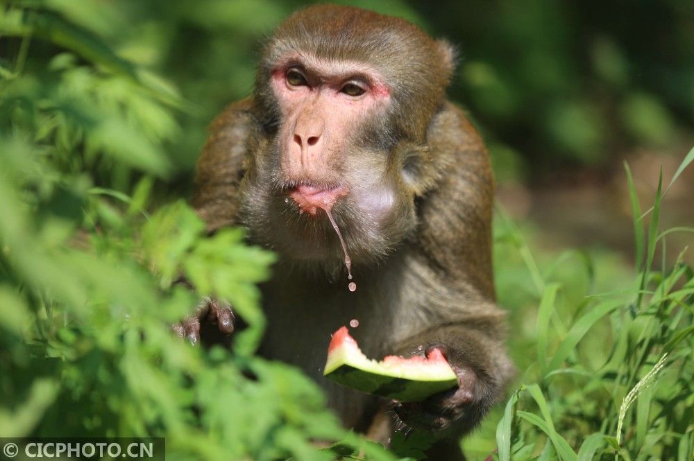 在山东省临沂市沂南县竹泉村动物园,一只猴子在草丛中吃西瓜