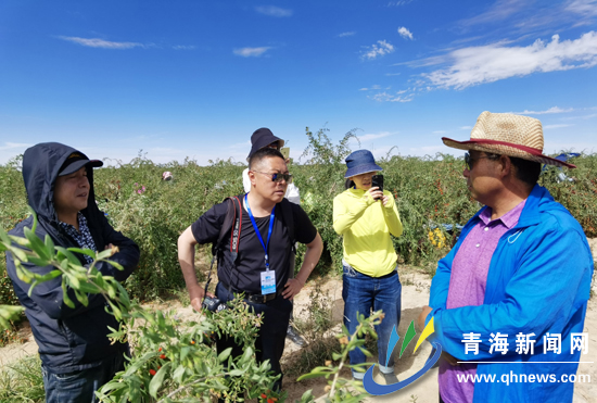 【一江清水向东流——2020走进昆仑文化?直播大美青海】枸杞红了 村民笑了