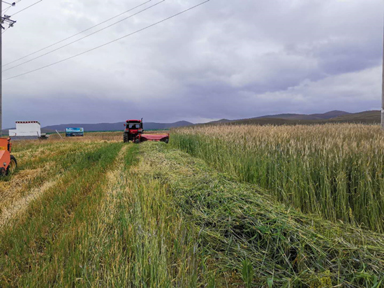 【民族团结党旗红】“能人”党员带头“十化”党建引路 格多村牧民端稳“草饭碗”