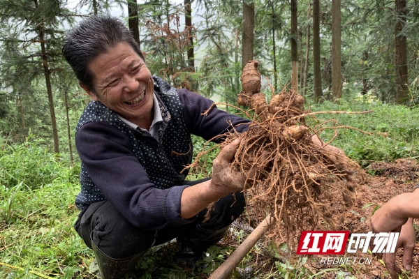 精准脱贫在新化|小黄精为脱贫战立下大功劳