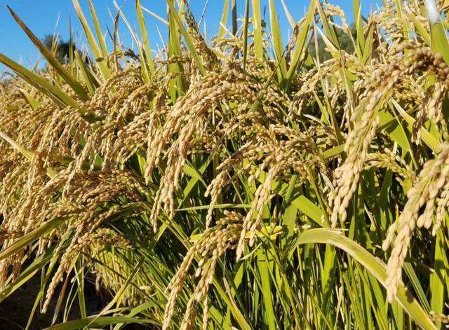2020年水稻新品种集中展示现场观摩会在长沙县举行