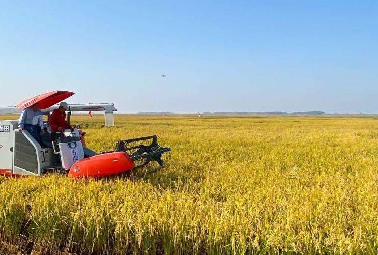 亩产533.95公斤 兴安盟耐盐碱水稻产量创新高
