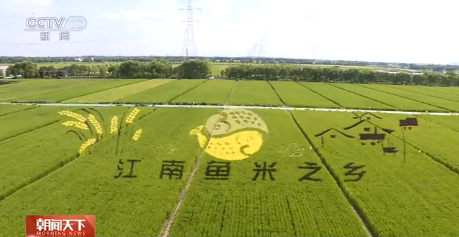 赏稻画、摘柚子、游植物园 假期休闲花样儿多!