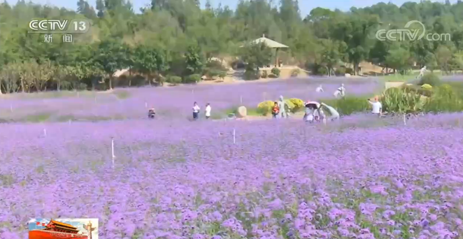 赏稻画、摘柚子、游植物园 假期休闲花样儿多!