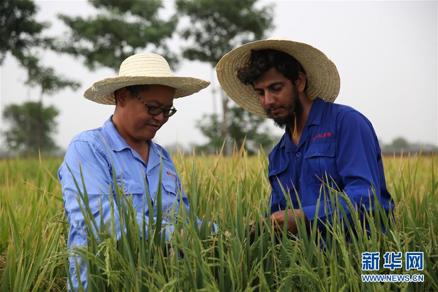 世界粮食日：维护全球粮食安全 世界各国休戚与共