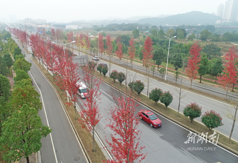 10月29日，长沙市开福区开福大道沿线，红枫树叶一片火红。入秋以来，城区一些公园里、道路旁的银杏、红枫等树木纷纷由绿变黄、由绿转红，多彩秋色带给市民美妙的视觉享受。 湖南日报记者 李健 摄