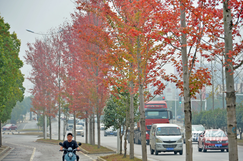 10月29日，长沙市开福区开福大道沿线，红枫树叶一片火红。入秋以来，城区一些公园里、道路旁的银杏、红枫等树木纷纷由绿变黄、由绿转红，多彩秋色带给市民美妙的视觉享受。 湖南日报记者 李健 摄