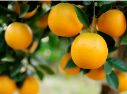 麻阳冰糖橙发出“甜蜜”邀约 11月下旬将举行冰糖橙采摘节