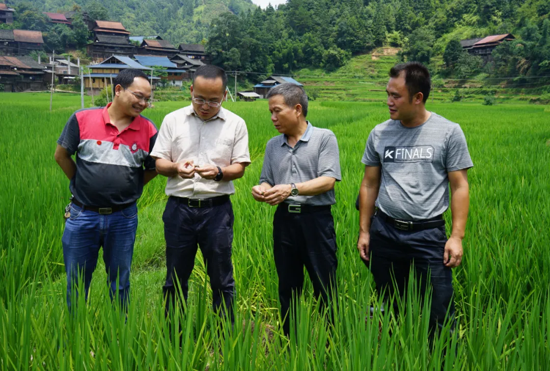 马空生态扶贫摘穷帽苗山处处传笑声