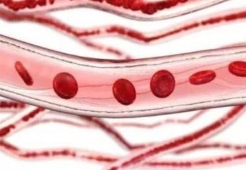 这种人造细胞能舒张血管 湖南大学在人造细胞生理效应研究方面取得新进展