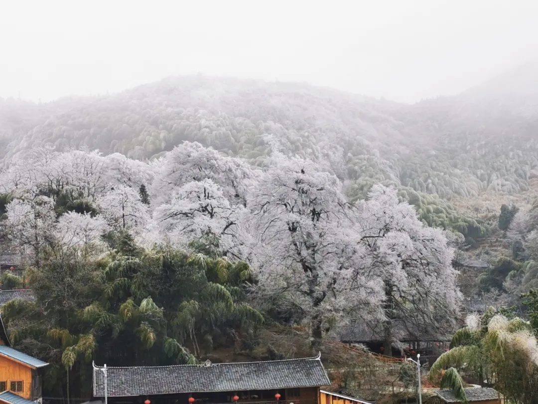 看雪不用去远方,雪峰山向你发出赏雪邀请