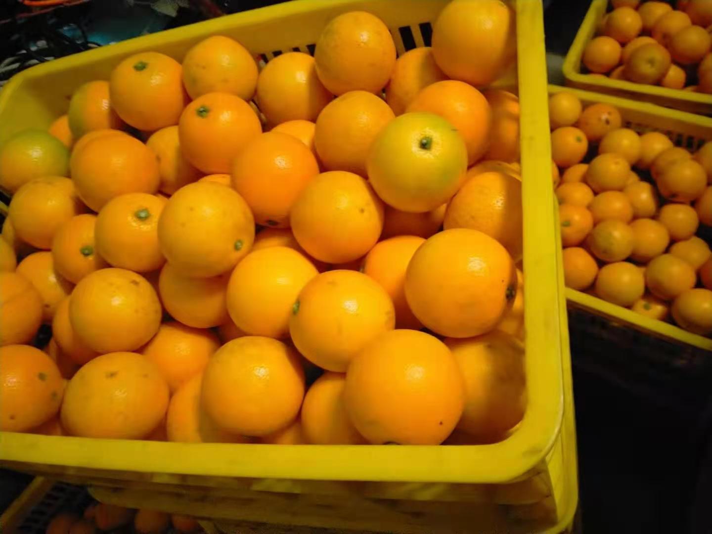 临澧柑橘产业带动脱贫增收