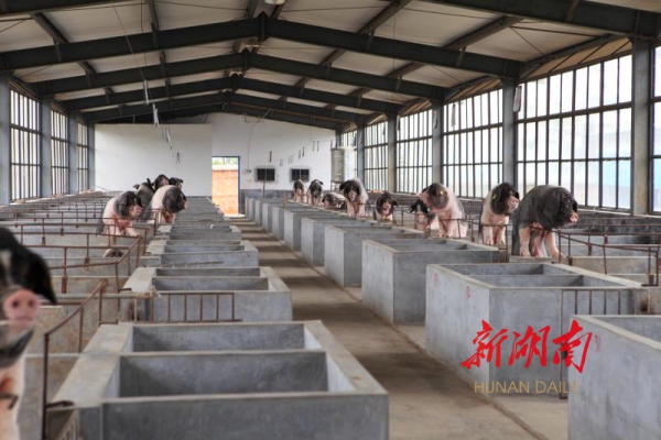 生猪活体可抵押贷款 农业农村部推介湖南经验 - 财经要闻 - 新湖南