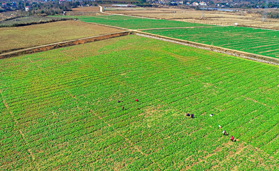 Huayuan County Promotes Vegetable Industry Development