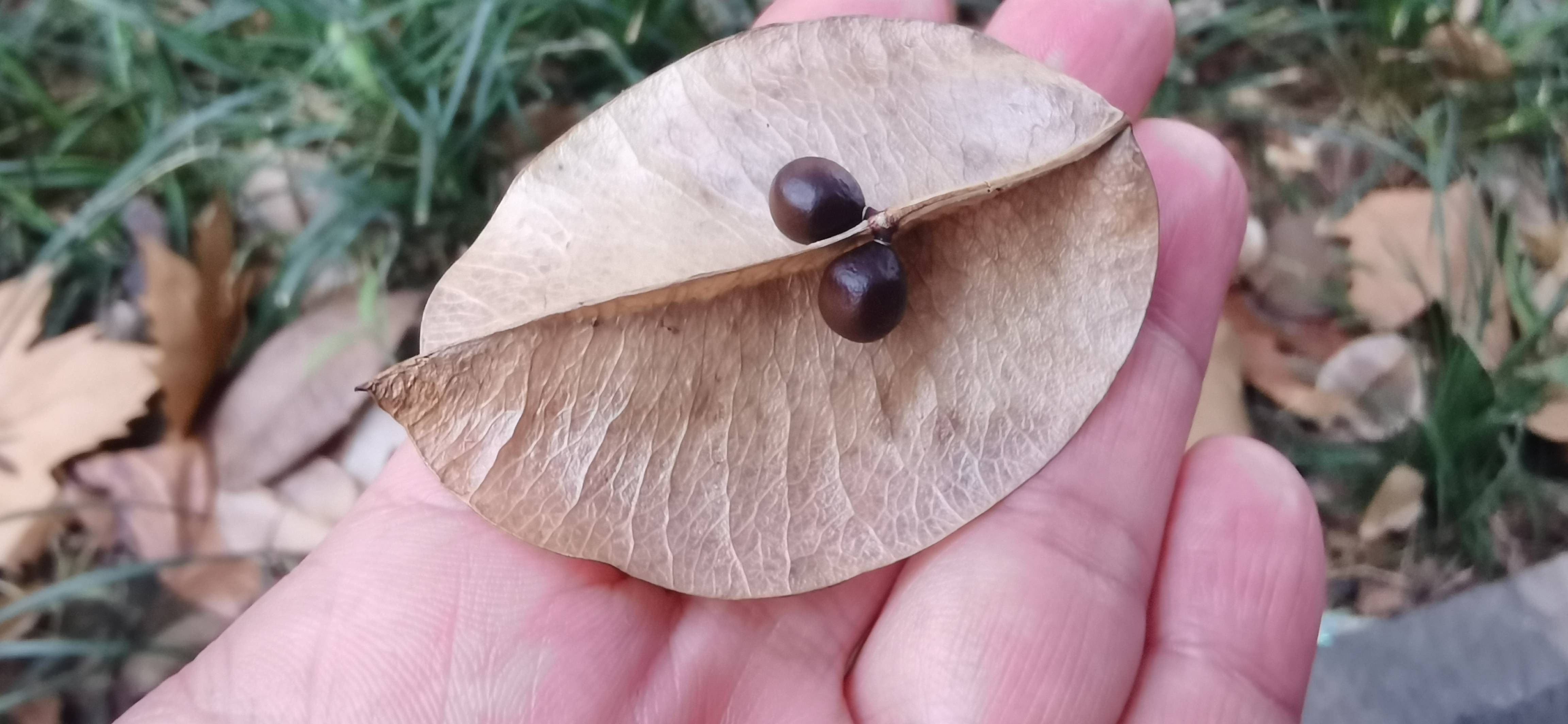 小寒自然笔记范例图片