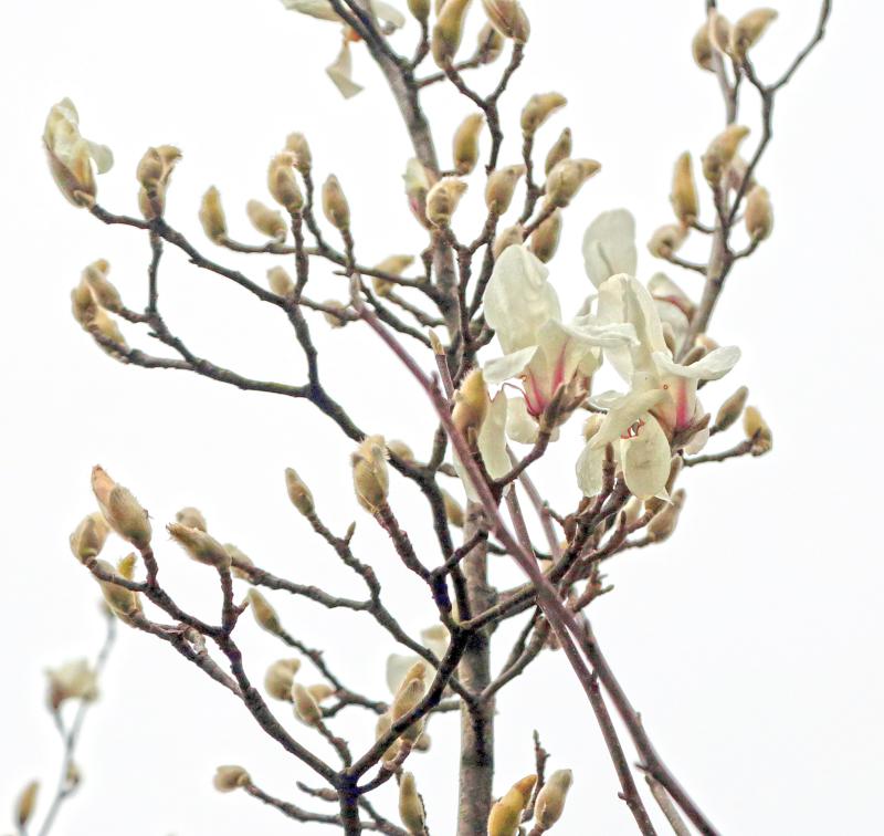 好兆头 上海这位植物中的 逆行者 绽放 近两年三次刷新最早开花记录 聚焦上海 新湖南