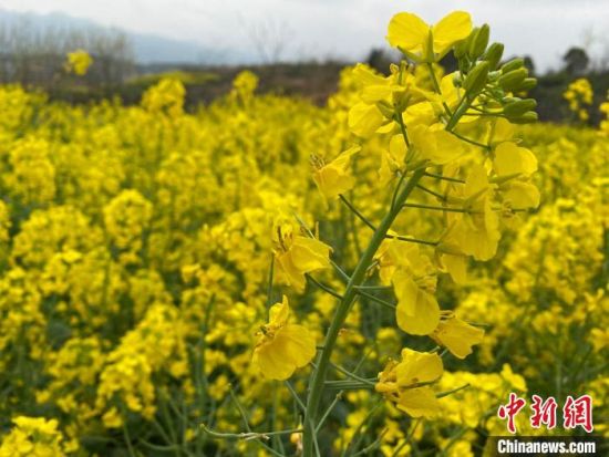 央媒看湖南|2021湖南油菜花节启幕 农旅融合助推乡村振兴